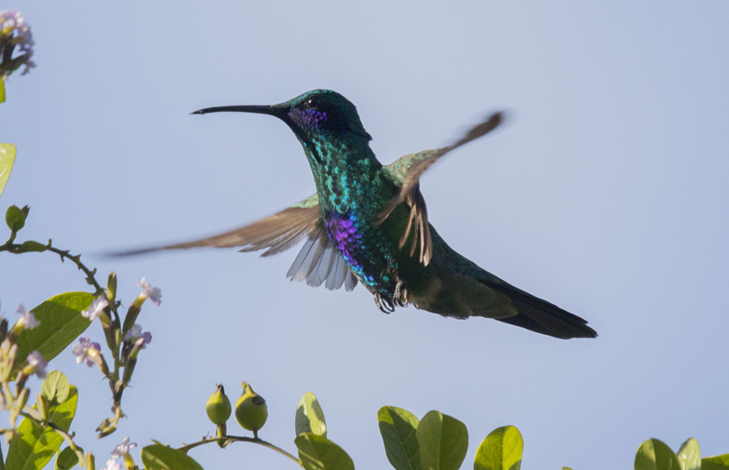Colibrí chillón